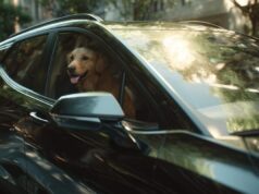 Fiestas Patrias: Tres rutas pet-friendly cerca de Lima para escaparte en este feriado largo