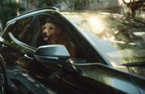 Fiestas Patrias: Tres rutas pet-friendly cerca de Lima para escaparte en este feriado largo